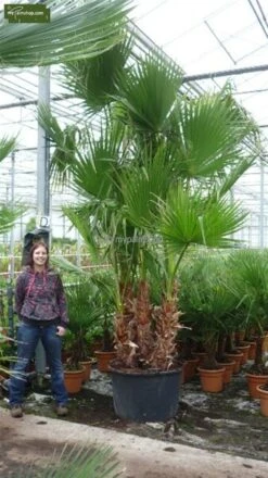 Washingtonia Robusta Multitrunk - Totale Hoogte 140+ Cm - Pot Ø 35 Cm -Planten Winkel 1963166748