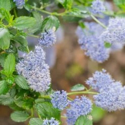 Ceanothus Thyrsiflorus Skylark - Pot Ø 17 Cm -Planten Winkel 1964278725