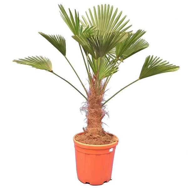 Trachycarpus Wagnerianus - Stam 40-50 Cm - Totale Hoogte 140-160 Cm - Pot Ø 35 Cm 3 Trachycarpus Wagnerianus - Stam 40-50 Cm - Totale Hoogte 140-160 Cm - Pot Ø 35 Cm