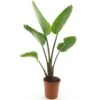 Strelitzia Nicolai - Totale Hoogte 110-130 Cm - Pot Ø 23 Cm -Planten Winkel 1966677351