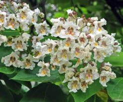 Catalpa Bignonioides - Pot Ø 26 Cm
