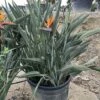 Strelitzia Reginae - Pot Ø 65 Cm [pallet] -Planten Winkel 1967575344