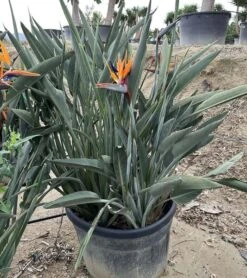 Strelitzia Reginae - Pot Ø 65 Cm [pallet]