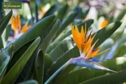 Strelitzia Reginae - Pot Ø 65 Cm [pallet] -Planten Winkel 1967575350