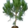 Pinus Pinea - Stam 40-60 - Cm Totale Hoogte 150-170 Cm - Pot Ø 35 Cm [pallet] -Planten Winkel 1967606172