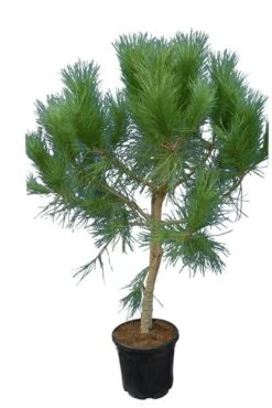 Pinus Pinea - Stam 40-60 - Cm Totale Hoogte 150-170 Cm - Pot Ø 35 Cm [pallet]