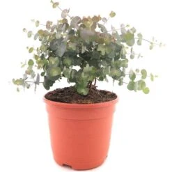 Eucalyptus Gunnii Azura - Totale Hoogte 40+ Cm - Pot 5 Ltr