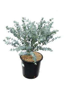 Eucalyptus Gunnii Azura - Totale Hoogte 40+ Cm - Pot 5 Ltr -Planten Winkel 1967847819