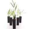 Hybride Palmen - Set Van 6 -Planten Winkel 1968852507
