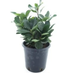 Rhaphiolepis Umbellata - Pot Ø 18 Cm -Planten Winkel 1969422555