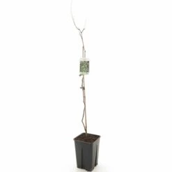 Ziziphus Sativa - Pot 15 X 15 Cm -Planten Winkel 1969425540