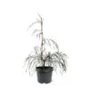 Chamaecyparis Lawsoniana Drooping Solo - Pot 3 Ltr -Planten Winkel 1969858536