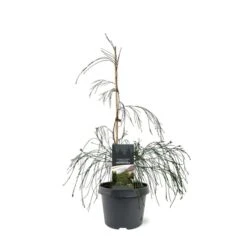 Chamaecyparis Lawsoniana Drooping Solo - Pot 3 Ltr -Planten Winkel 1969858539