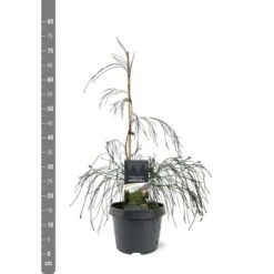 Chamaecyparis Lawsoniana Drooping Solo - Pot 3 Ltr -Planten Winkel 1969858542