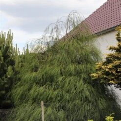Chamaecyparis Lawsoniana Drooping Solo - Pot 3 Ltr -Planten Winkel 1969858545