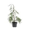 Chamaecyparis Lawsoniana Golden Sprinklers - Pot 3 Ltr -Planten Winkel 1969862988