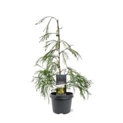 Chamaecyparis Lawsoniana Golden Sprinklers - Pot 3 Ltr -Planten Winkel 1969862991