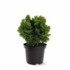 Chamaecyparis Obtusa Nana Gracilis - Totale Hoogte 30-35 Cm - Pot Ø 19 Cm - 3 Ltr -Planten Winkel 1969863072