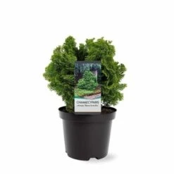 Chamaecyparis Obtusa Nana Gracilis - Totale Hoogte 30-35 Cm - Pot Ø 19 Cm - 3 Ltr -Planten Winkel 1969863075