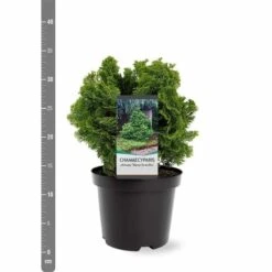 Chamaecyparis Obtusa Nana Gracilis - Totale Hoogte 30-35 Cm - Pot Ø 19 Cm - 3 Ltr -Planten Winkel 1969863078