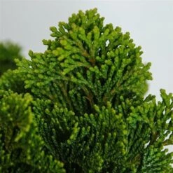 Chamaecyparis Obtusa Nana Gracilis - Totale Hoogte 30-35 Cm - Pot Ø 19 Cm - 3 Ltr -Planten Winkel 1969863084