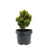 Chamaecyparis Obtusa Nana Aurea - Pot 3 Ltr -Planten Winkel 1969865607