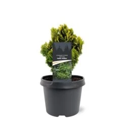 Chamaecyparis Obtusa Nana Aurea - Pot 3 Ltr -Planten Winkel 1969865610