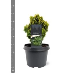 Chamaecyparis Obtusa Nana Aurea - Pot 3 Ltr -Planten Winkel 1969865613