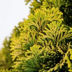 Chamaecyparis Obtusa Nana Aurea - Pot 3 Ltr -Planten Winkel 1969865616