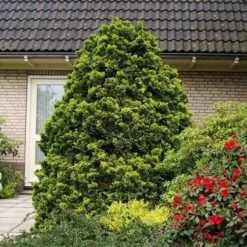 Chamaecyparis Obtusa Nana Aurea - Pot 3 Ltr -Planten Winkel 1969865619