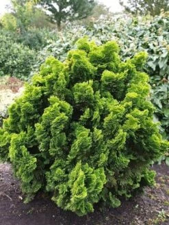 Chamaecyparis Obtusa Nana Aurea - Pot 3 Ltr -Planten Winkel 1969865622