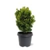 Chamaecyparis Obtusa Nana Aurea - Pot 5 Ltr -Planten Winkel 1969933383