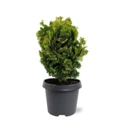 Chamaecyparis Obtusa Nana Aurea - Pot 5 Ltr