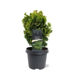 Chamaecyparis Obtusa Nana Aurea - Pot 5 Ltr -Planten Winkel 1969933386