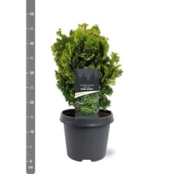 Chamaecyparis Obtusa Nana Aurea - Pot 5 Ltr -Planten Winkel 1969933389