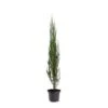 Juniperus Scopulorum Blue Arrow - Totale Hoogte 110-130 Cm - Pot Ø 23 Cm -Planten Winkel 1969935195