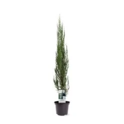 Juniperus Scopulorum Blue Arrow - Totale Hoogte 110-130 Cm - Pot Ø 23 Cm -Planten Winkel 1969935198