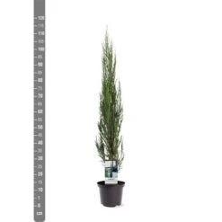 Juniperus Scopulorum Blue Arrow - Totale Hoogte 110-130 Cm - Pot Ø 23 Cm -Planten Winkel 1969935201