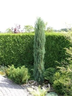 Juniperus Scopulorum Blue Arrow - Totale Hoogte 110-130 Cm - Pot Ø 23 Cm -Planten Winkel 1969935210
