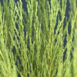 Juniperus Scopulorum Blue Arrow - Totale Hoogte 110-130 Cm - Pot Ø 23 Cm -Planten Winkel 1969935216