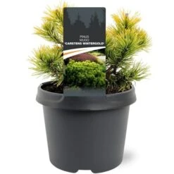 Pinus Mugo Carstens Wintergold - Pot 3 Ltr -Planten Winkel 1969939599