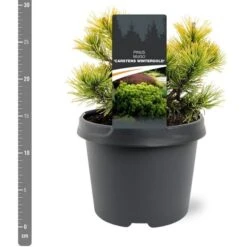 Pinus Mugo Carstens Wintergold - Pot 3 Ltr -Planten Winkel 1969939602
