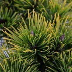 Pinus Mugo Carstens Wintergold - Pot 3 Ltr -Planten Winkel 1969939605