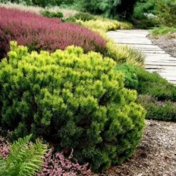 Pinus Mugo Carstens Wintergold - Pot 3 Ltr -Planten Winkel 1969939608