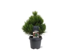 Pinus Heldreichii Compact Gem - Pot 5 Ltr -Planten Winkel 1969996518