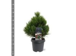 Pinus Heldreichii Compact Gem - Pot 5 Ltr -Planten Winkel 1969996521