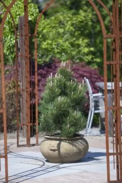Pinus Heldreichii Compact Gem - Pot 5 Ltr -Planten Winkel 1969996527