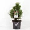 Pinus Heldreichii Compact Gem - Totale Hoogte 40-50 Cm - Pot 3 Ltr -Planten Winkel 1969996572