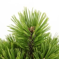 Pinus Heldreichii Compact Gem - Totale Hoogte 40-50 Cm - Pot 3 Ltr -Planten Winkel 1969996575