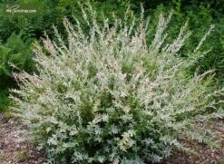 Salix Hakuro Nishiki - Pot 5 Ltr -Planten Winkel 1970000811